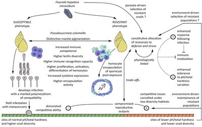 Immunological Resistance of Pseudosuccinea columella Snails From Cuba to Fasciola hepatica (Trematoda) Infection: What We Know and Where We Go on Comparative Molecular and Mechanistic Immunobiology, Ecology and Evolution